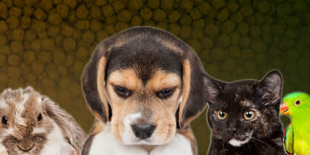 /th/Pages/Thai-Pet-Food-Industry-Outlook-Demand-Grows-Export-Cools-62288