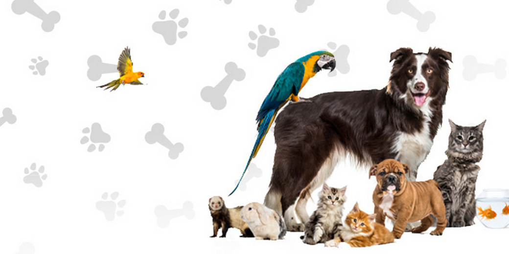 /th/Pages/Thai-pet-food-sector-update-2025-65643