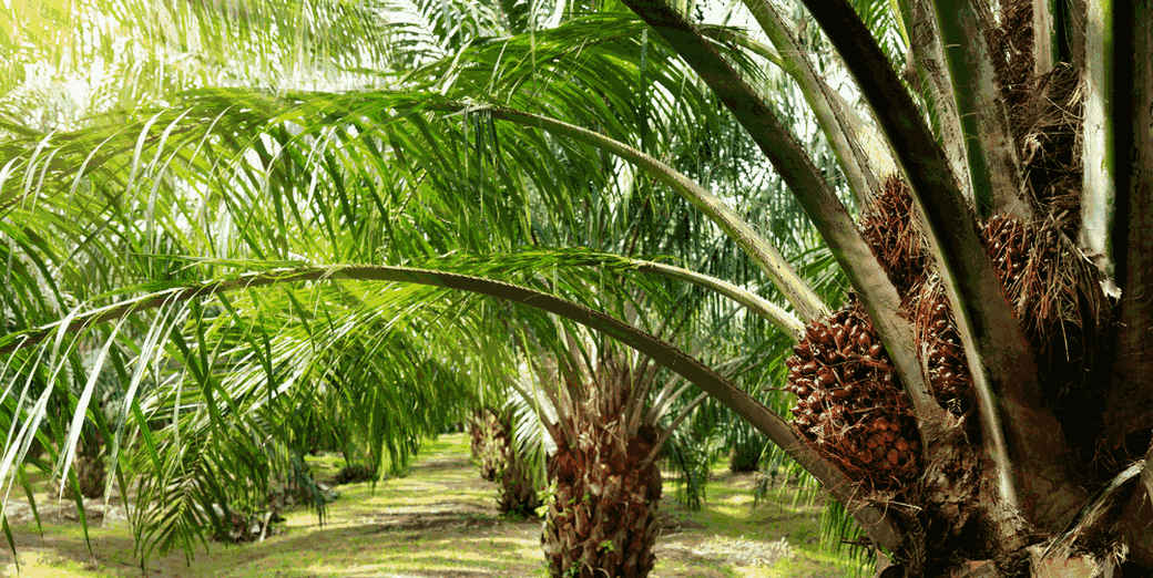 /th/Pages/Thailand-palm-oil-price-drops-on-surplus-67302