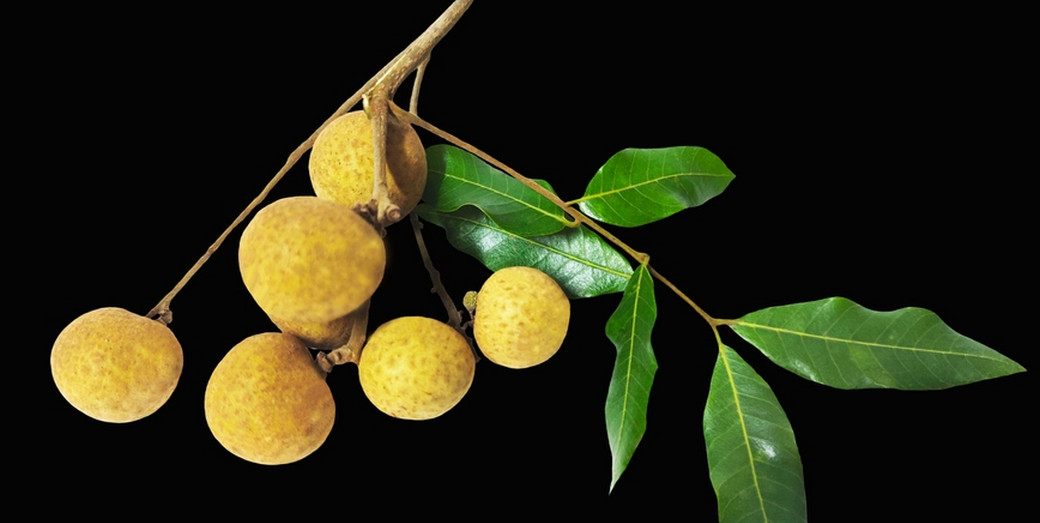 /th/Pages/Longan-Price-Drops-July-2025-Lowest-10Y-14THB-Kg-67890