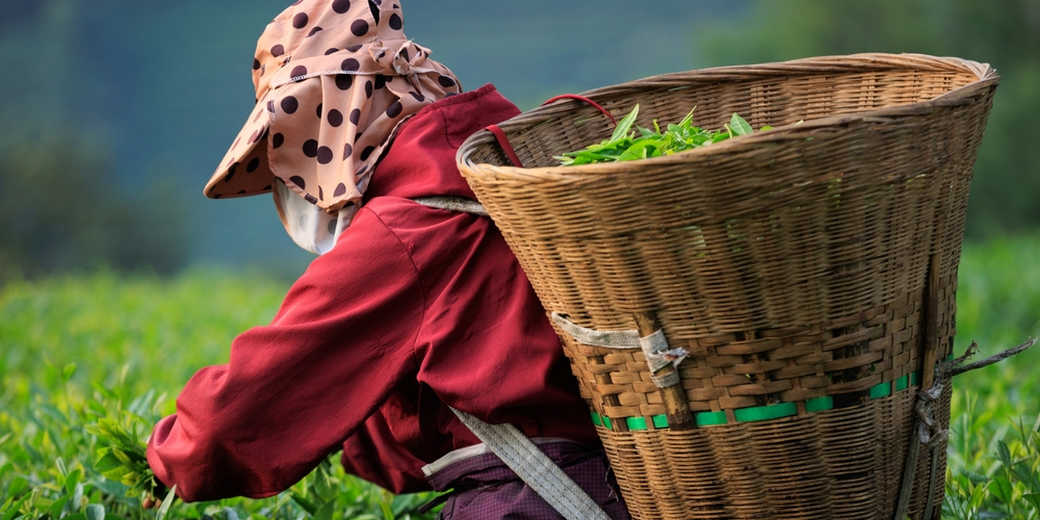 /th/Pages/Chinese-Matcha-Gains-Share-in-Thai-Market-2025-68707