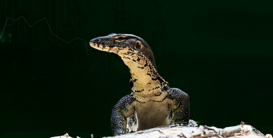 /th/Pages/Thailand-Monitor-Lizard-Breeding-Unlock-Leather-Product-Sustainability-68019